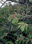 Santalaceae - Santalum freycinetianum 