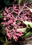 Santalaceae - Santalum freycinetianum 