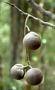 Sapindaceae - Alectryon macrococcus var. macrococcus 