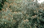 Sapotaceae - Planchonella sandwicensis 