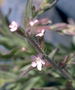 Orobanchaceae - Buchnera pusilla 