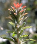 Orobanchaceae - Castilleja arvensis 