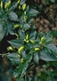 Solanaceae - Capsicum frutescens 