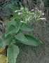 Solanaceae - Nicotiana tabacum 