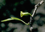 Solanaceae - Nothocestrum latifolium 