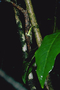 Solanaceae - Nothocestrum longifolium 