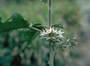 Solanaceae - Solanum torvum 