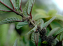 Urticaceae - Pipturus albidus 