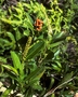 Verbenaceae - Citharexylum caudatum 