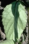 Verbenaceae - Stachytarpheta jamaicensis 