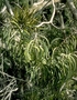 Santalaceae - Korthalsella complanata 