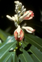 Zingiberaceae - Alpinia mutica 