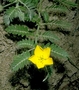 Zygophyllaceae - Tribulus cistoides 