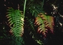 Blechnaceae - Blechnum vulcanicum 