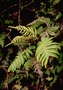 Blechnaceae - Blechnum vulcanicum 