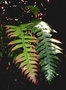 Blechnaceae - Blechnum vulcanicum 