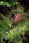 Blechnaceae - Blechnum vulcanicum 