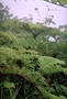 Cyatheaceae - Alsophila tahitensis 