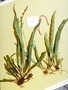 Polypodiaceae - Archigrammitis marquesensis 