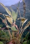 Dryopteridaceae - Elaphoglossum tovii 