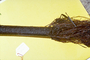 Hypolepis dicksonioides image