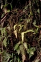 Athyriaceae - Deparia timetensis 