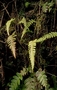 Athyriaceae - Deparia timetensis 