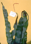 Polypodiaceae - Belvisia mucronata 