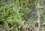 Poaceae - Cenchrus henryanus 