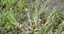Poaceae - Cenchrus henryanus 
