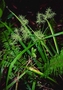 Cyperaceae - Cyperus sp. 