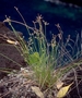 Cyperaceae - Fimbristylis juncea 