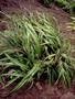 Asphodelaceae - Dianella intermedia 