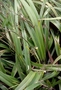 Asphodelaceae - Dianella intermedia 