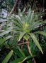 Pandanaceae - Freycinetia arborea 