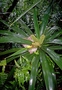 Pandanaceae - Freycinetia arborea 