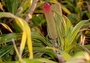 Pandanaceae - Freycinetia arborea 