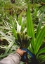 Pandanaceae - Freycinetia impavida 