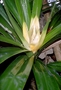 Pandanaceae - Freycinetia arborea 