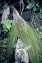 Poaceae - Dinebra xerophila 