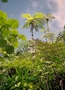 Cyatheaceae - Alsophila tahitensis 