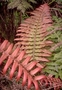 Blechnaceae - Blechnum vulcanicum 