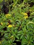 Asteraceae - Bidens bipontina 