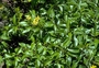 Asteraceae - Bidens bipontina x B. polycephala Sch. Bip. 