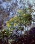 Asteraceae - Bidens microcephala 