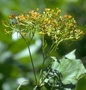 Asteraceae - Bidens microcephala 
