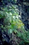 Asteraceae - Bidens microcephala 