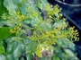 Asteraceae - Bidens microcephala 