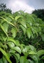 Asteraceae - Oparanthus tiva 