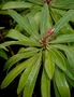Campanulaceae - Apetahia longistigmata 